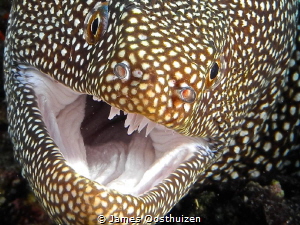 Moray allowing me to get up close and personal by James Oosthuizen 